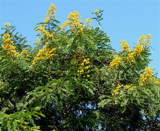 Senna spectabilis